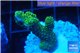 Acropora gold Indonesia 2-4 cm WYSIWYG acclimaté