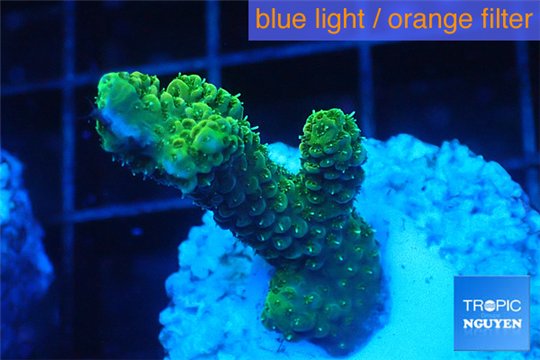 Acropora gold Indonesia 2-4 cm WYSIWYG acclimaté