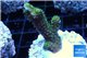 Acropora gold Indonesia 2-4 cm WYSIWYG acclimaté