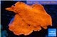 Montipora capricornis red 4-6 cm WYSIWYG acclimaté
