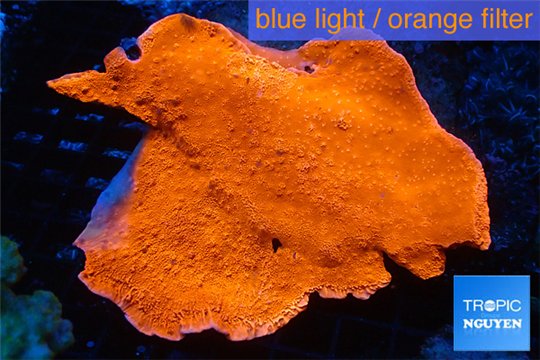 Montipora capricornis red 4-6 cm WYSIWYG acclimaté