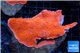 Montipora capricornis red 4-6 cm WYSIWYG acclimaté