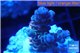 Acropora purple blue Indonesia 1-3 cm WYSIWYG acclimaté