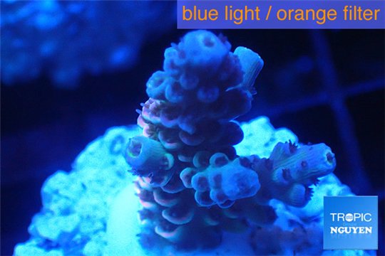 Acropora purple blue Indonesia 1-3 cm WYSIWYG acclimaté