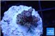 Acropora purple blue Indonesia 1-3 cm WYSIWYG acclimaté