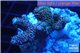 Acropora pink & green Indonesia 2-4 cm WYSIWYG acclimaté