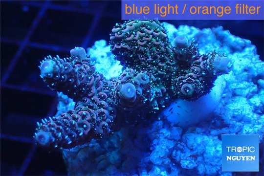 Acropora pink & green Indonesia 2-4 cm WYSIWYG acclimaté