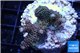 Acropora pink & green Indonesia 2-4 cm WYSIWYG acclimaté