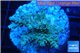 Acropora green Indonesia 2-4 cm WYSIWYG acclimaté