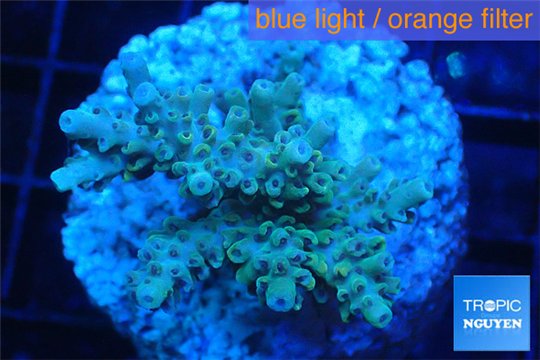 Acropora green Indonesia 2-4 cm WYSIWYG acclimaté
