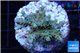 Acropora green Indonesia 2-4 cm WYSIWYG acclimaté