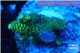 Acropora gold Indonesia 2-4 cm WYSIWYG acclimaté