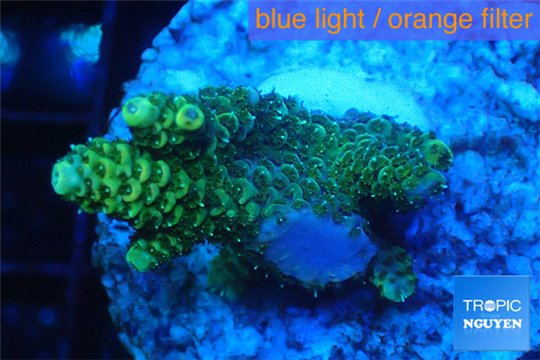 Acropora gold Indonesia 2-4 cm WYSIWYG acclimaté