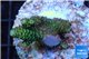 Acropora gold Indonesia 2-4 cm WYSIWYG acclimaté