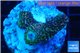 Acropora pink & green Indonesia 2-4 cm WYSIWYG acclimaté