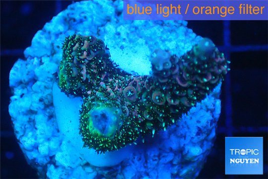 Acropora pink & green Indonesia 2-4 cm WYSIWYG acclimaté