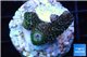 Acropora pink & green Indonesia 2-4 cm WYSIWYG acclimaté