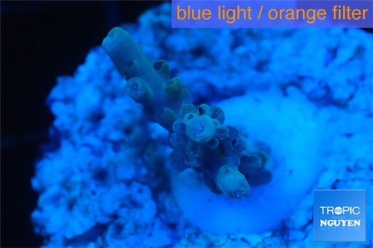 Acropora pink Indonesia 1-2 cm WYSIWYG acclimaté