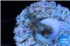 Acropora pink Indonesia 1-2 cm WYSIWYG acclimaté