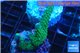 Acropora green purple Australia 2-4 cm WYSIWYG acclimaté