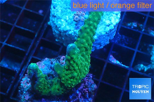 Acropora green purple Australia 2-4 cm WYSIWYG acclimaté