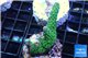Acropora green purple Australia 2-4 cm WYSIWYG acclimaté