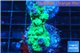 Acropora green Australia damaged 2-4 cm WYSIWYG acclimaté