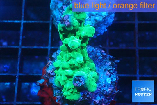 Acropora green Australia damaged 2-4 cm WYSIWYG acclimaté