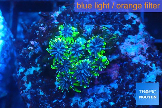 Galaxea green 1-2 cm WYSIWYG acclimaté