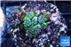 Galaxea green 1-2 cm WYSIWYG acclimaté