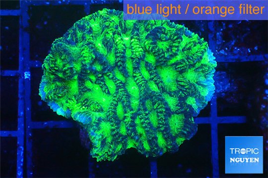 Merulina ampliata neon green 3-4 cm WYSIWYG acclimaté