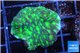 Merulina ampliata neon green 3-4 cm WYSIWYG acclimaté