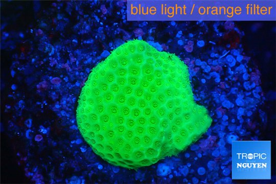 Porites cylindrica yellow Fijii 1-2 cm WYSIWYG acclimaté