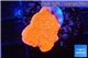 Montipora capricornis red 1-2 cm WYSIWYG acclimaté
