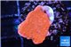 Montipora capricornis red 1-2 cm WYSIWYG acclimaté