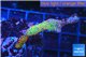 Montipora red fire forest 3-4 cm WYSIWYG acclimaté