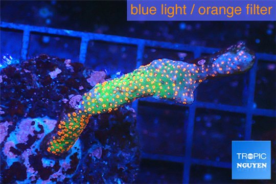 Montipora red fire forest 3-4 cm WYSIWYG acclimaté