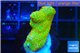 Montipora red fire forest 2-4 cm WYSIWYG acclimaté