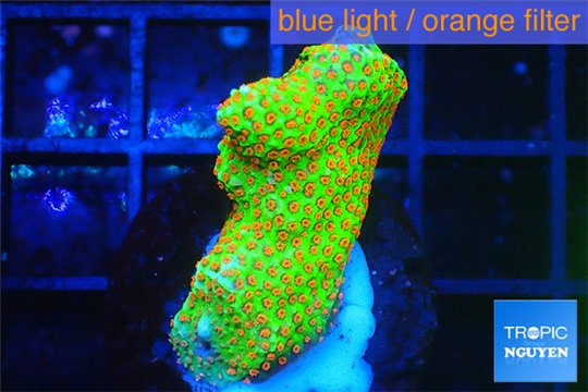 Montipora red fire forest 2-4 cm WYSIWYG acclimaté