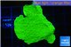 Montipora capricornis green 3-5 cm WYSIWYG acclimaté