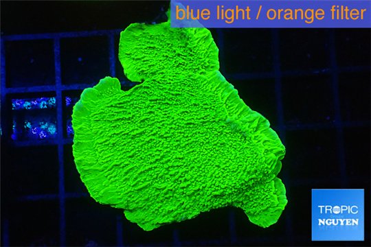 Montipora capricornis green 3-5 cm WYSIWYG acclimaté