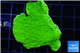 Montipora capricornis green 3-5 cm WYSIWYG acclimaté