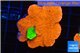 Montipora capricornis combo red green 4-5 cm WYSIWYG acclimaté