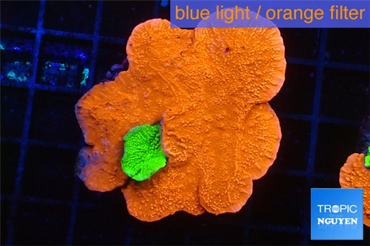 Montipora capricornis combo red green 4-5 cm WYSIWYG acclimaté