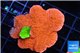 Montipora capricornis combo red green 4-5 cm WYSIWYG acclimaté