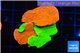 Montipora capricornis combo red green 4-5 cm WYSIWYG acclimaté