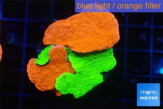 Montipora capricornis combo red green 4-5 cm WYSIWYG acclimaté