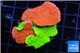 Montipora capricornis combo red green 4-5 cm WYSIWYG acclimaté