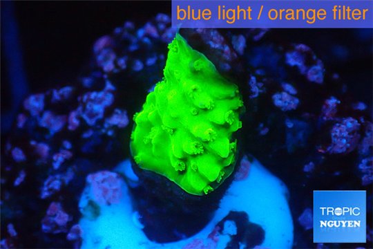 Acropora neon green damaged 1 cm WYSIWYG acclimaté