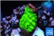 Acropora neon green damaged 1 cm WYSIWYG acclimaté